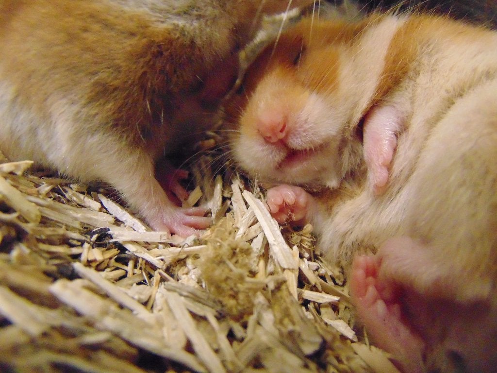 Goudhamsters in Assen., Dieren en Toebehoren, Knaagdieren, Hamster, Juli, Meerdere dieren, Tam