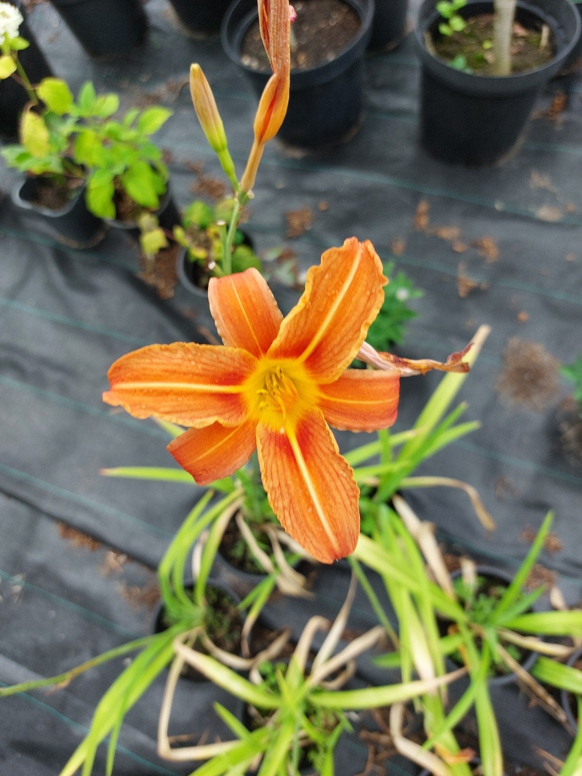 12 stuks oranje daglelie - Hemerocallis, Tuin en Terras, Planten | Tuinplanten, Ophalen, Vaste plant, Overige soorten