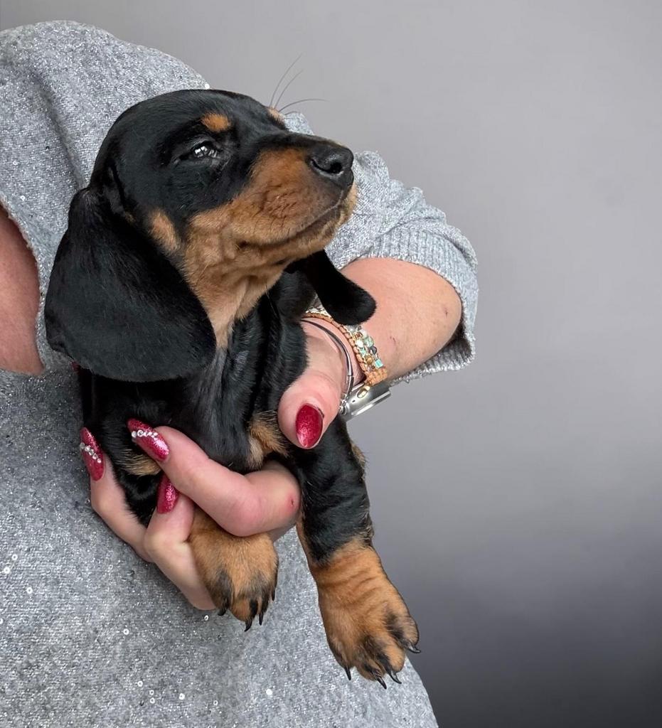 Prachtige dwergteckel teven, Parvo, België, 8 tot 15 weken, Korthaar