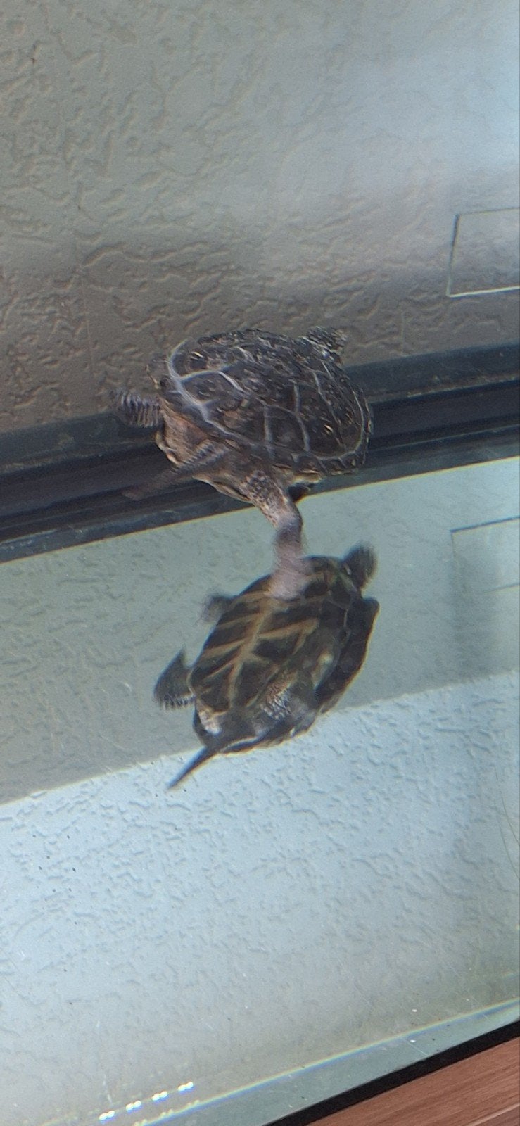 Te koop Moeras schildpadden, Schildpad, 0 tot 2 jaar