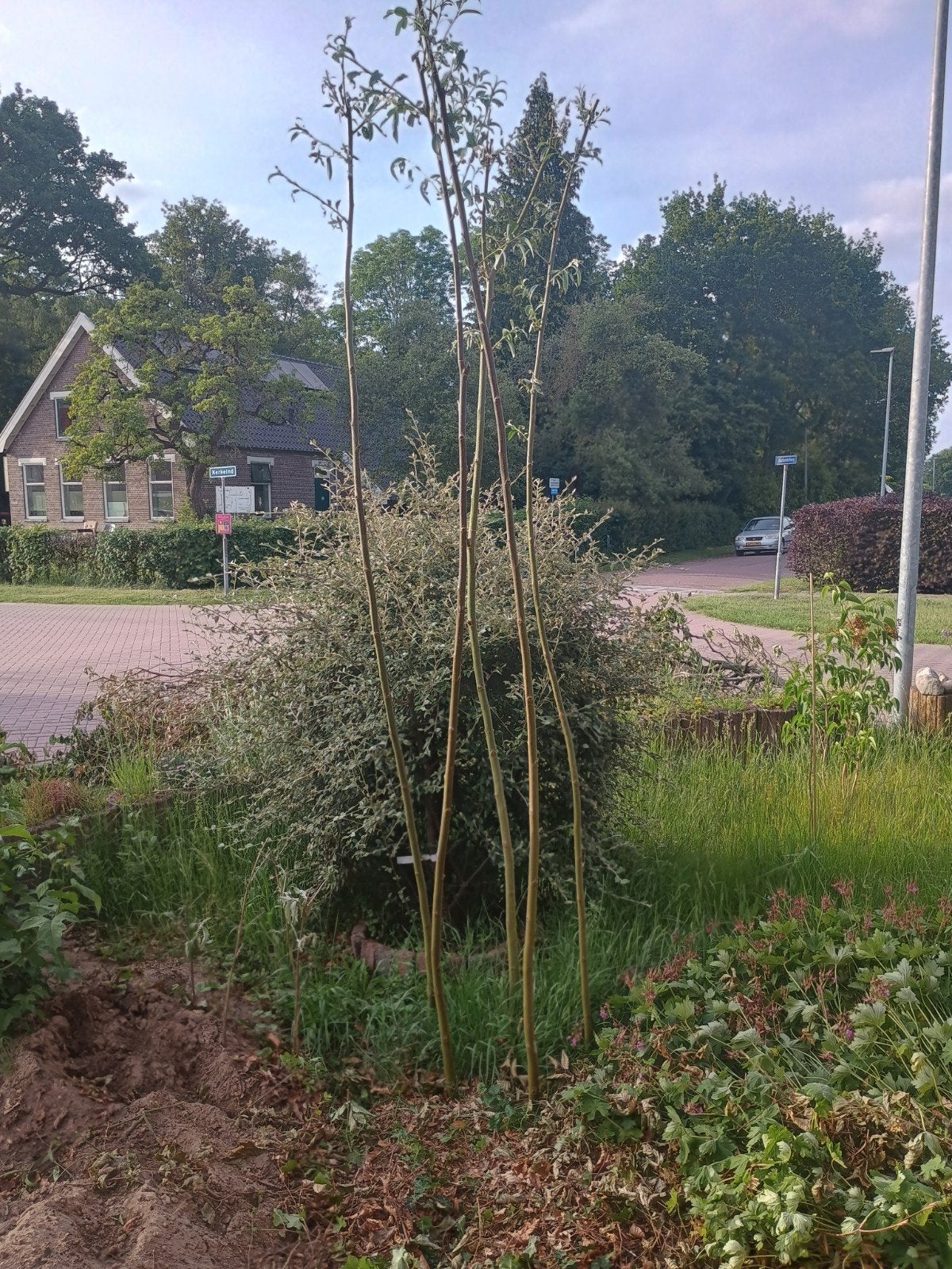Gewortelde knotwilg stekken - 2.50-3.00m, Tuin en Terras, Planten | Bomen, Overige soorten, Minder dan 100 cm, Zomer, Ophalen