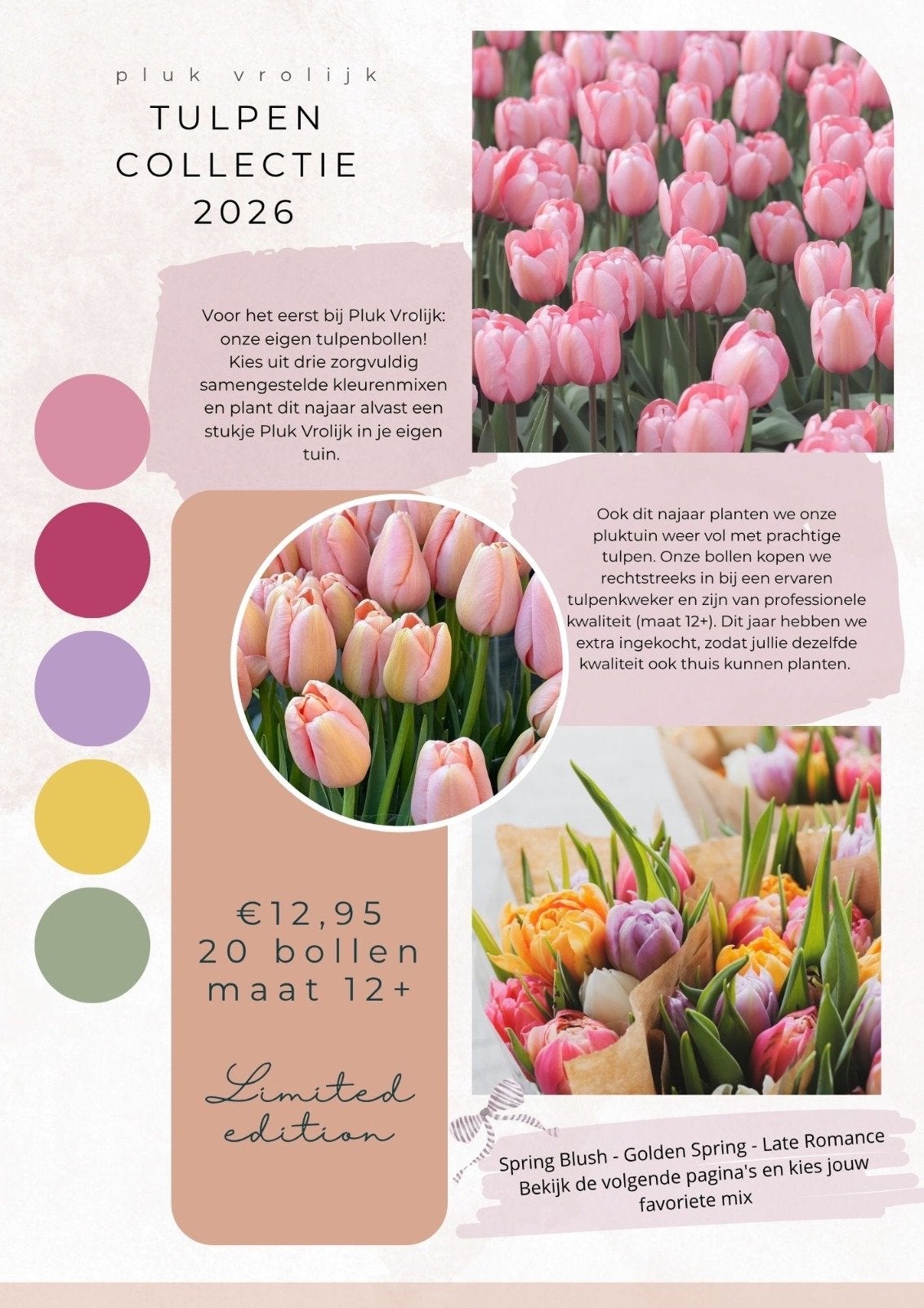 Extra grote tulpenbollen 12+ | 20 stuks | 3 kleurenmixen, Ophalen of Verzenden, Najaar, Volle zon, Bloembol