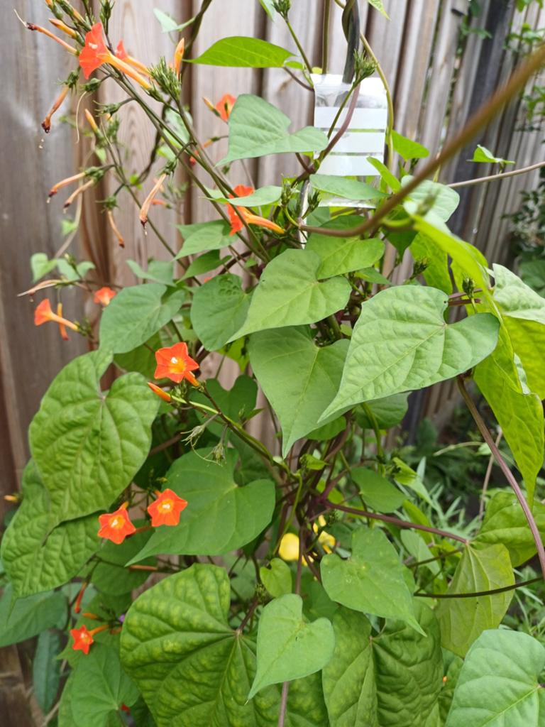 Ipomoea Coccinea Noah Orange, Tuin en Terras, Bloembollen en Zaden, Zaad, Voorjaar, Volle zon, Ophalen of Verzenden