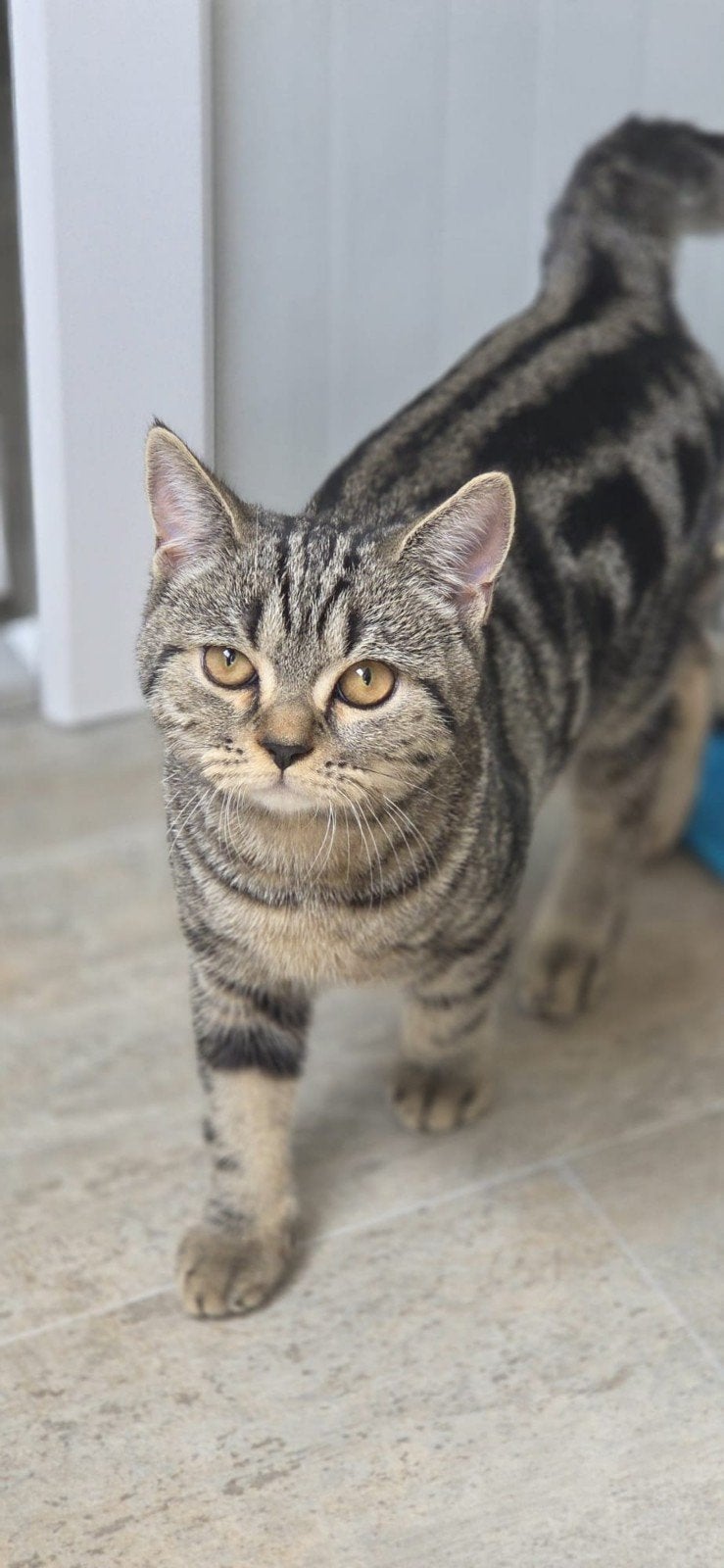 kittens en katten zoeken baasjes, Dieren en Toebehoren, Katten en Kittens | Raskatten | Korthaar, Meerdere dieren, Gechipt, 0 tot 2 jaar