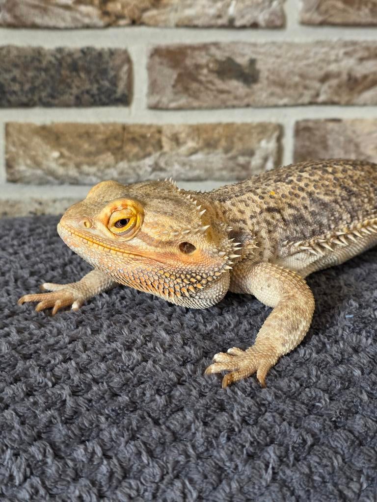 Baardagaam met terrarium 100x40x60 Bearded Dragon - unknown for sale from Valeriya Polovkova