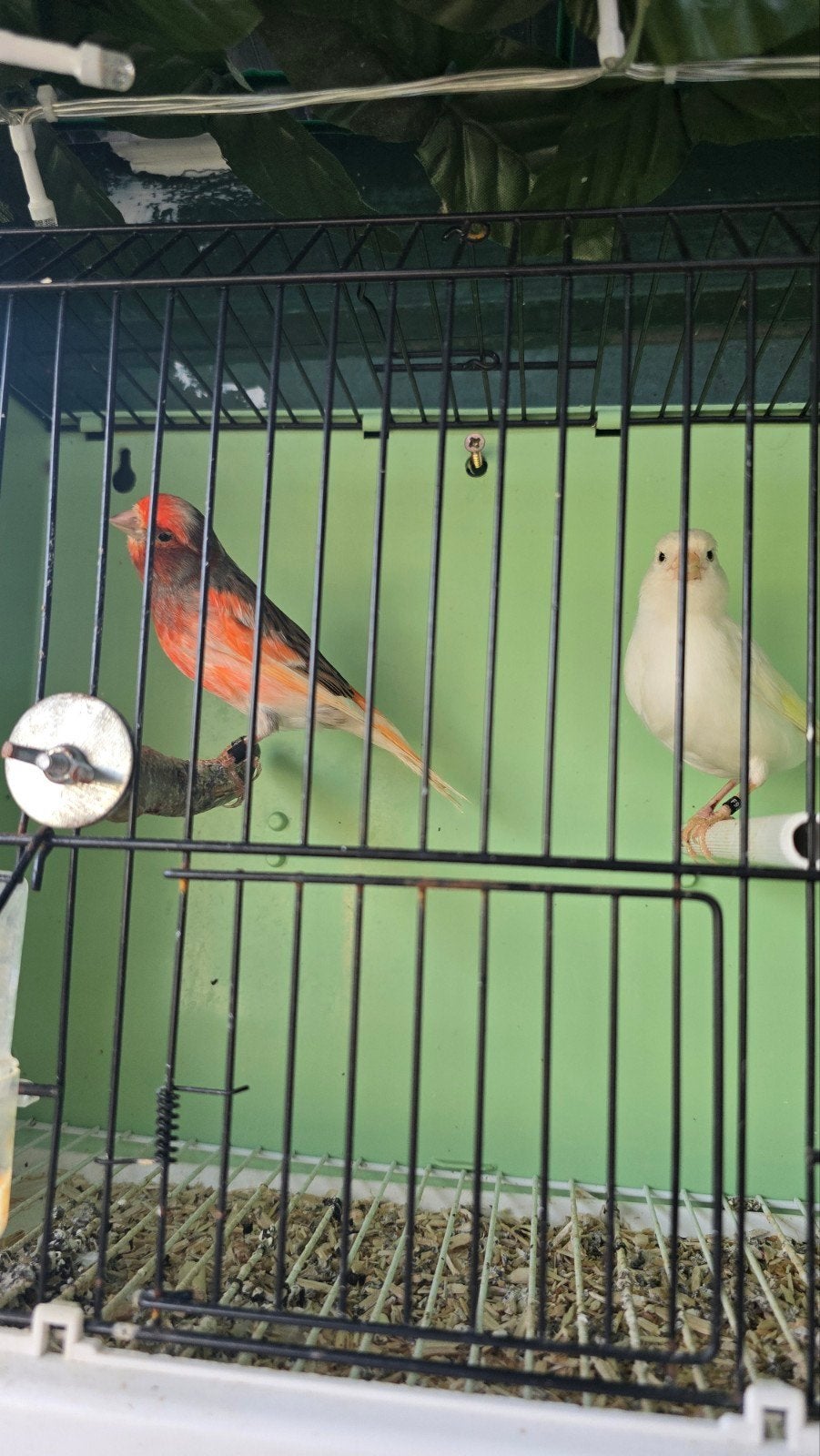 kanaries  harlekijn, Dieren en Toebehoren, Vogels | Kanaries, Meerdere dieren, Kleurkanarie