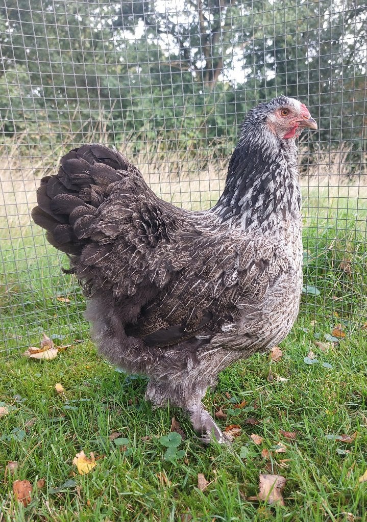 Jonge grote hen Brahma/Wyandotte, Dieren en Toebehoren, Vrouwelijk, Kip