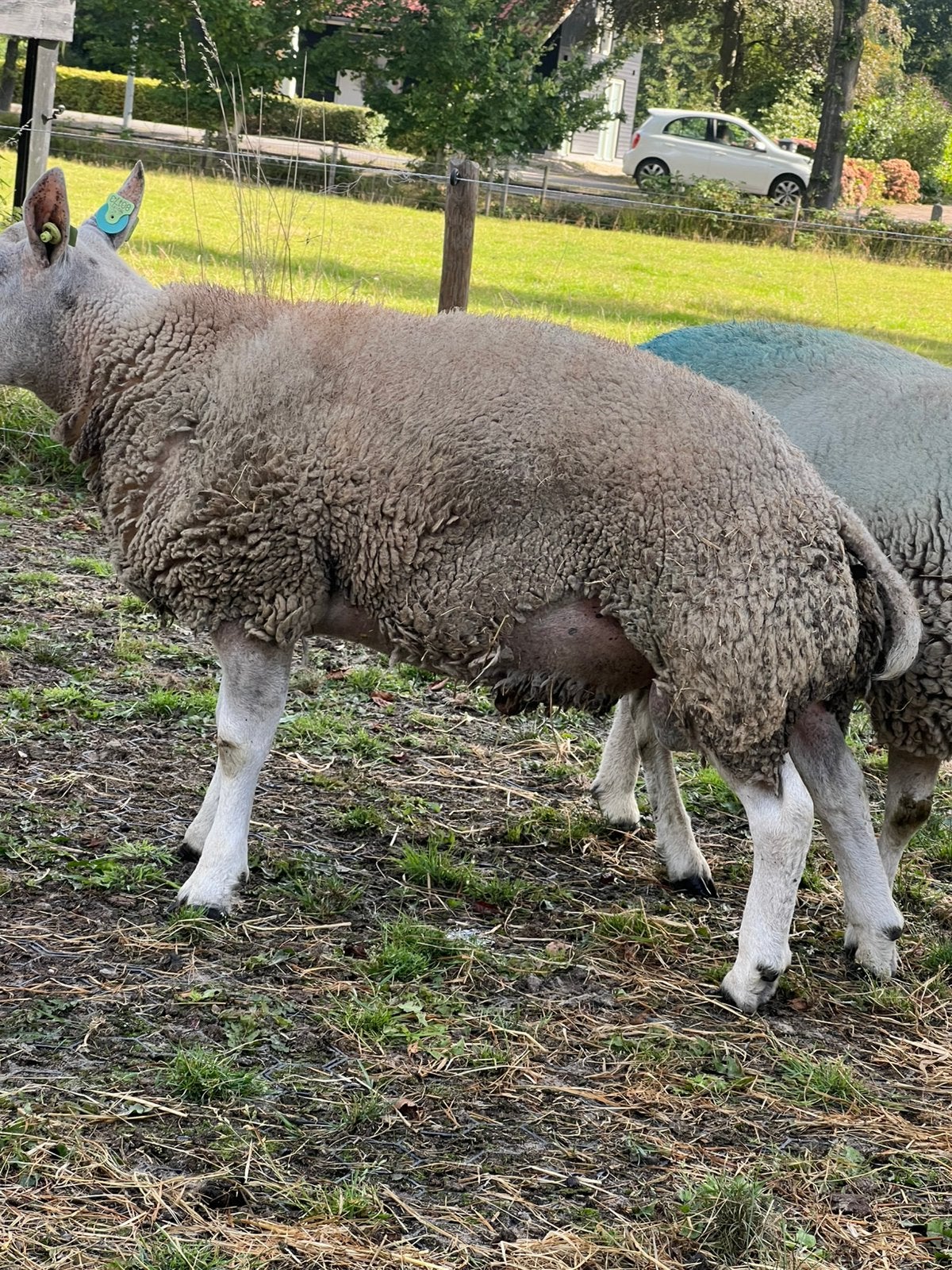 Texelaar ram, Dieren en Toebehoren, Schapen, Geiten en Varkens, Mannelijk, Schaap, 0 tot 2 jaar