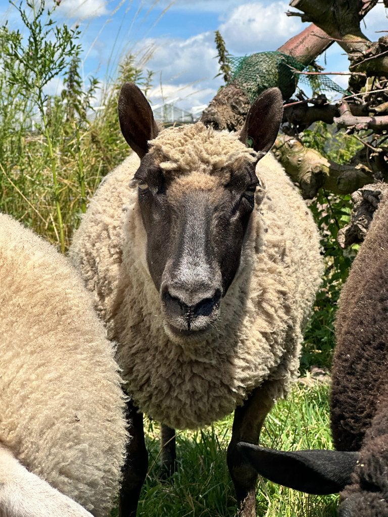 Te koop Clun forest ooien, Vrouwelijk, Schaap