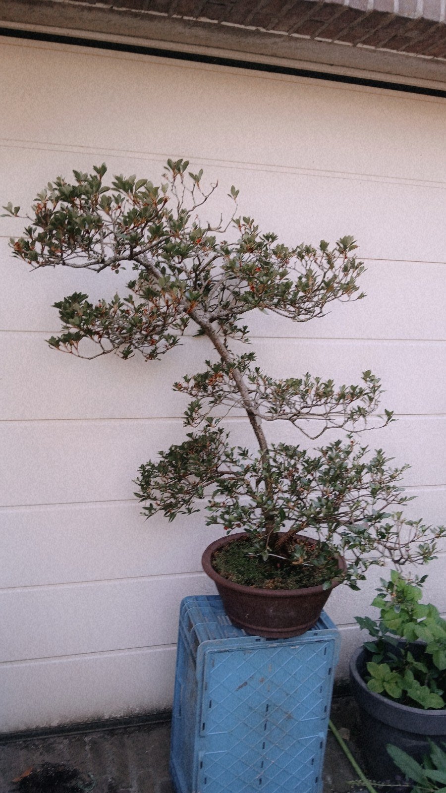 bonsai satsuki azalea 'asukabijin' , groot en zeer rijk bloe, Overige soorten, Lente, 100 tot 250 cm, Ophalen