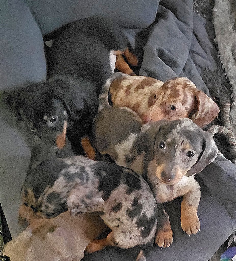Teckel meisje, Dieren en Toebehoren, Honden | Teckels en Dashonden, Parvo, 8 tot 15 weken, Korthaar, Teef