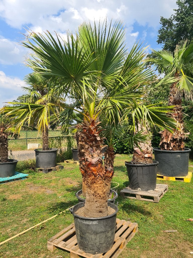 Palmboom Washingtonia robusta, 250 tot 400 cm, Zomer, Palmboom, Ophalen