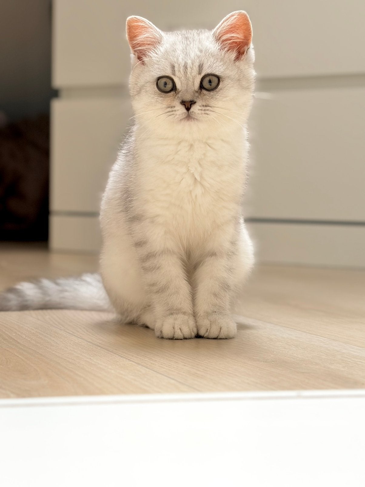 Brits korthaar Tabby, Kater