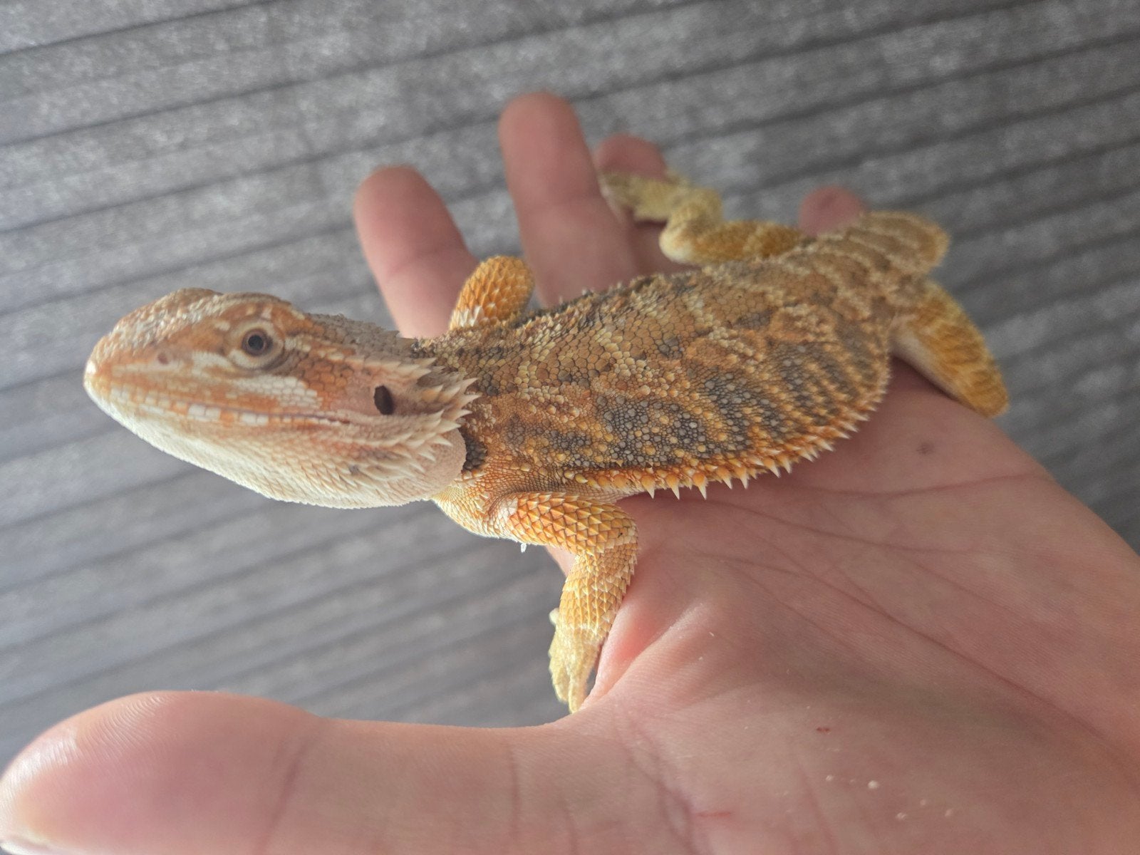 Baardagaam Red Tiger/Orange Blue Bar Bearded Dragon photo 2