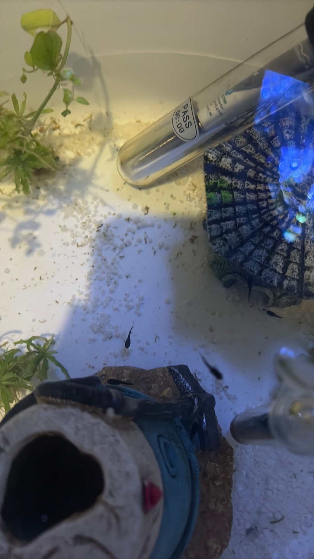 Black molly baby’s 5 stuks, Dieren en Toebehoren, Vissen | Aquariumvissen, Vis