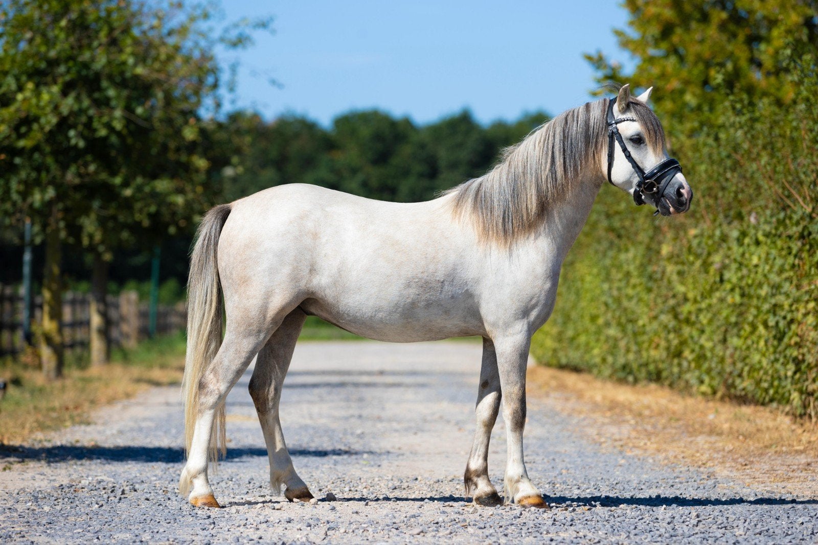 Stoere Welsh ruin / toekomstige menpony, Dieren en Toebehoren, Met stamboom, Ruin, 3 tot 6 jaar, B pony (1.17m tot 1.27m)