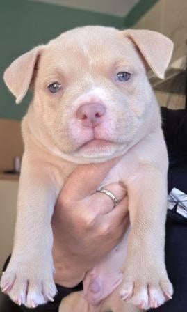 american bully pocket pup met abkc stamboom, Dieren en Toebehoren, België, Particulier, 8 tot 15 weken, Parvo