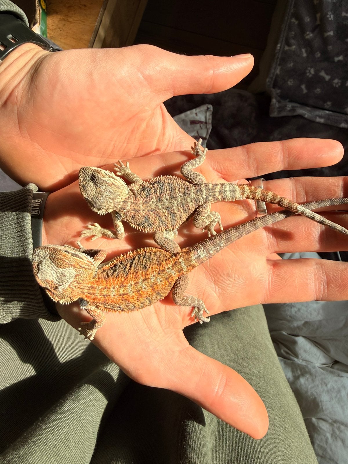 Baardagaam ( Pagona Vitticeps )