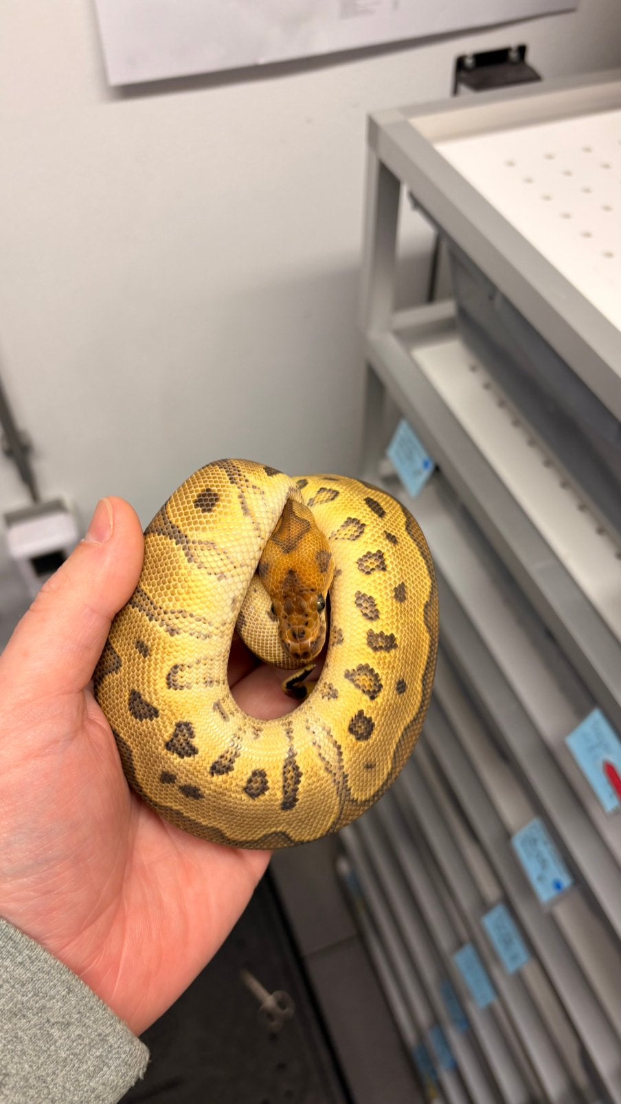 Ball Python orange dream clown, Dieren en Toebehoren, Slang, 0 tot 2 jaar