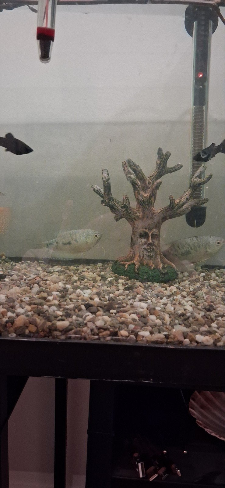 vissen gouramis
