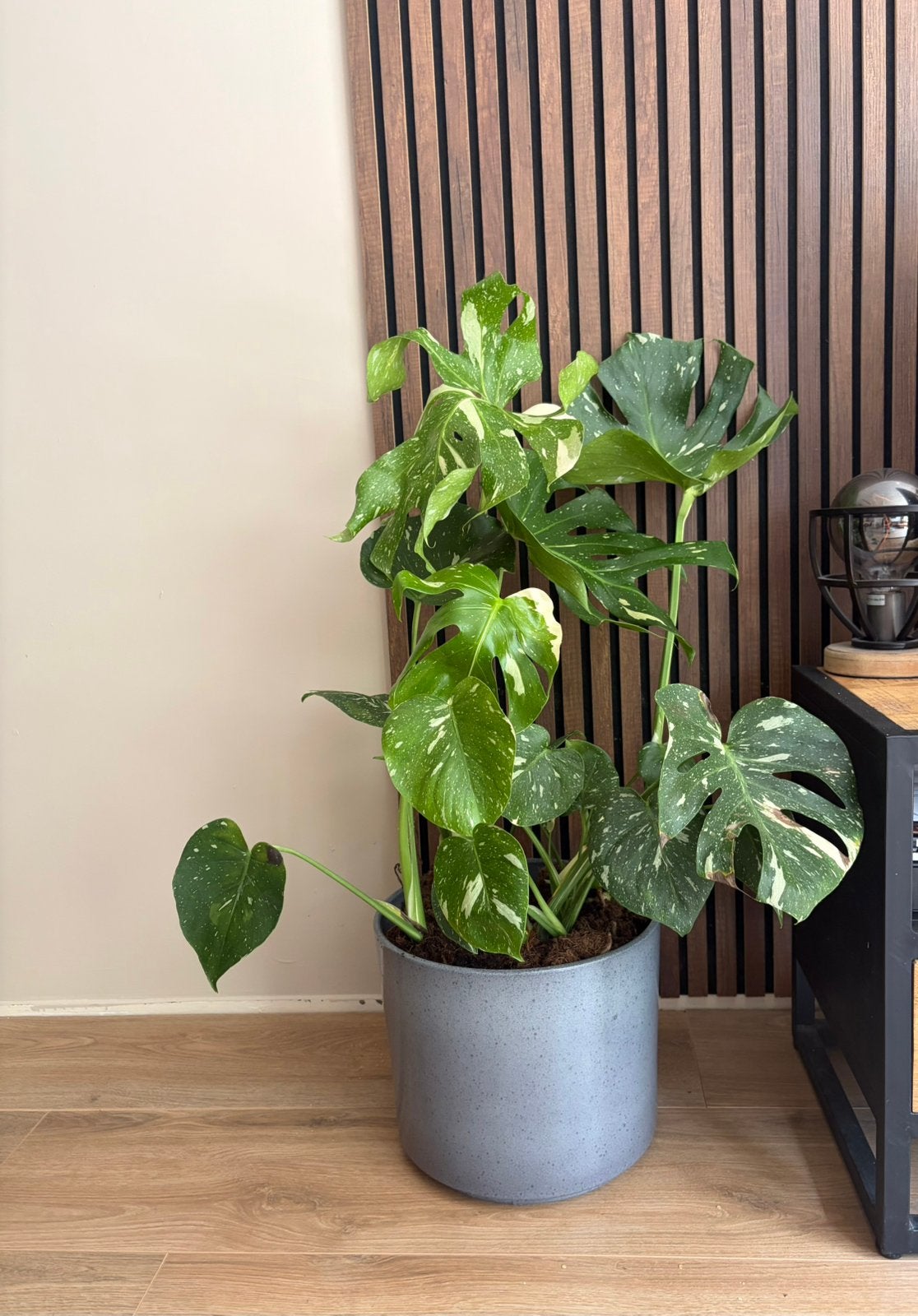 monstera variegata met pot kamerplant, Ophalen, Halfschaduw, Minder dan 100 cm