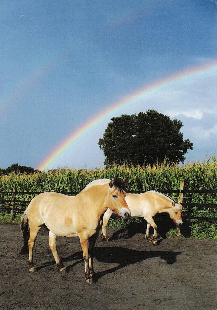 2 Paarden onder de regenboog 26, Verzenden, 1980 tot heden, Ongelopen, Paard