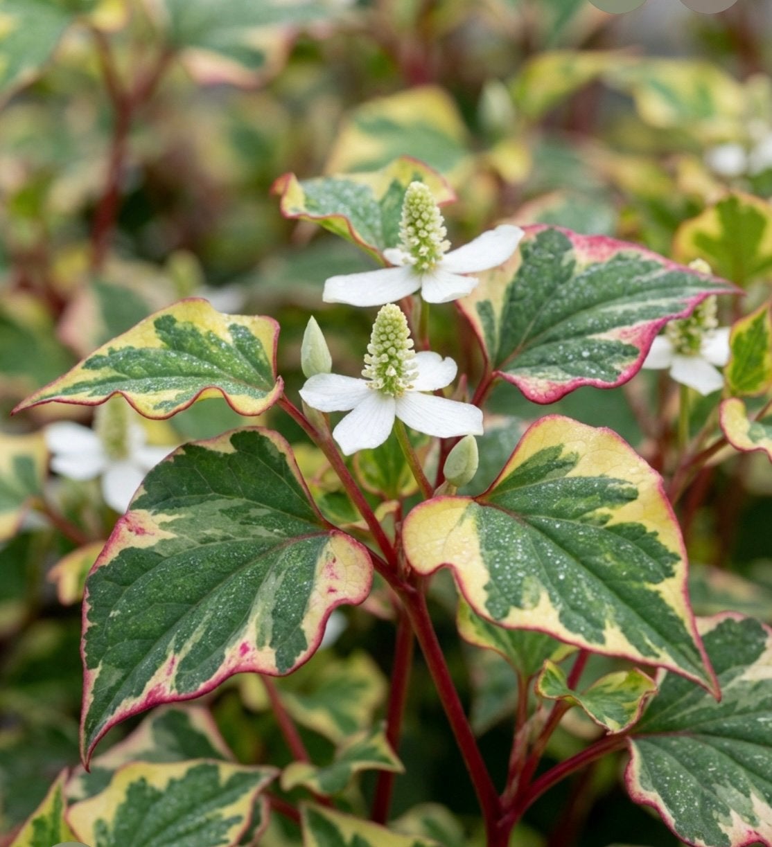 Houttuynia cordata-moerasanemoon, Ophalen of Verzenden, Zomer, Vaste plant, Halfschaduw