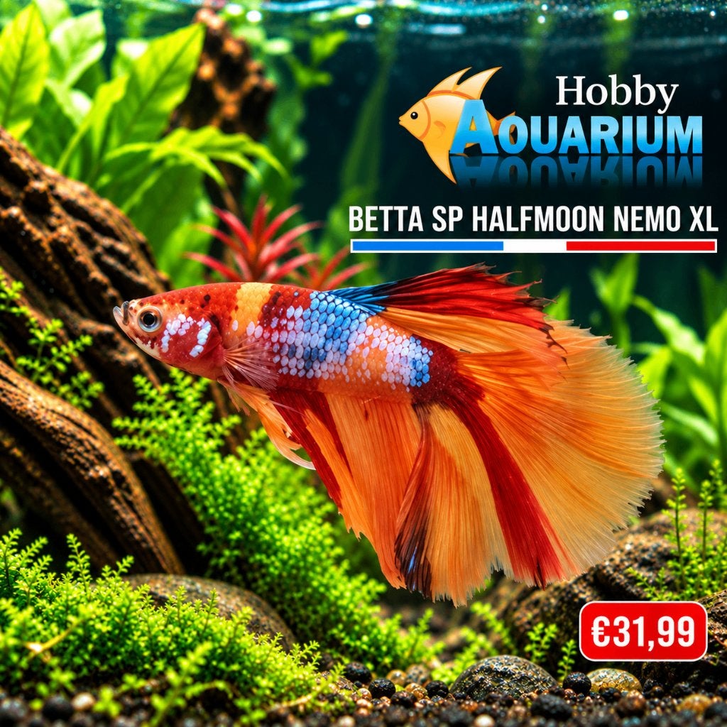 Betta SP Super Delta Halfmoon Nemo xl Zaterdag 17 okt 10/17u, Vis, Zoetwatervis