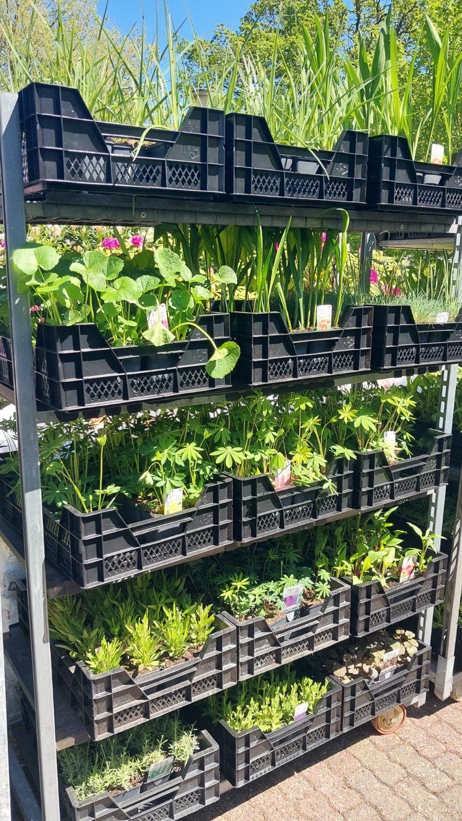 Partij ca 700 diverse vaste planten ZOMERSTOP, Ophalen, Overige soorten, Halfschaduw