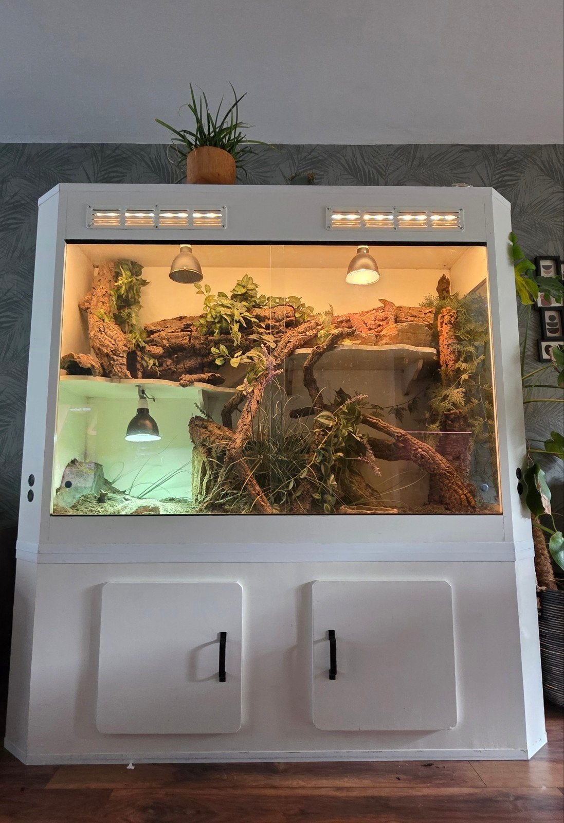 Varanus Acanthurus  5x inclusief Terrarium Monitor Lizard photo 12
