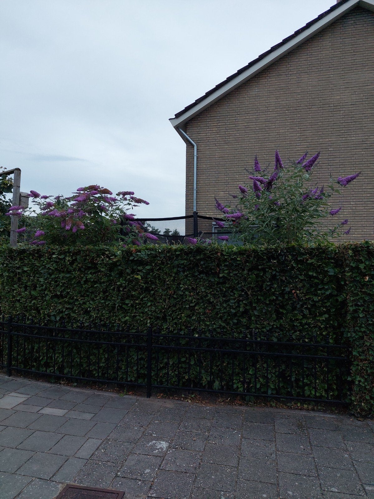 twee vlinderstruiken, Ophalen of Verzenden, Hout, Minder dan 3 meter, 1 tot 2 meter
