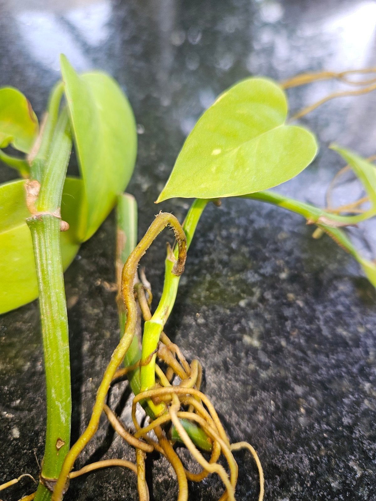 Stekjes van Pothos (Epipremnum aureum), Ophalen, Halfschaduw