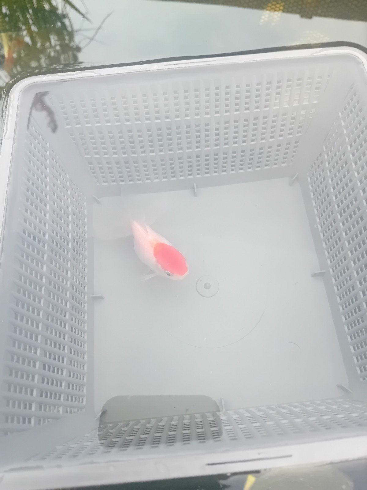 mooie sluierstaart, Karper of Koi