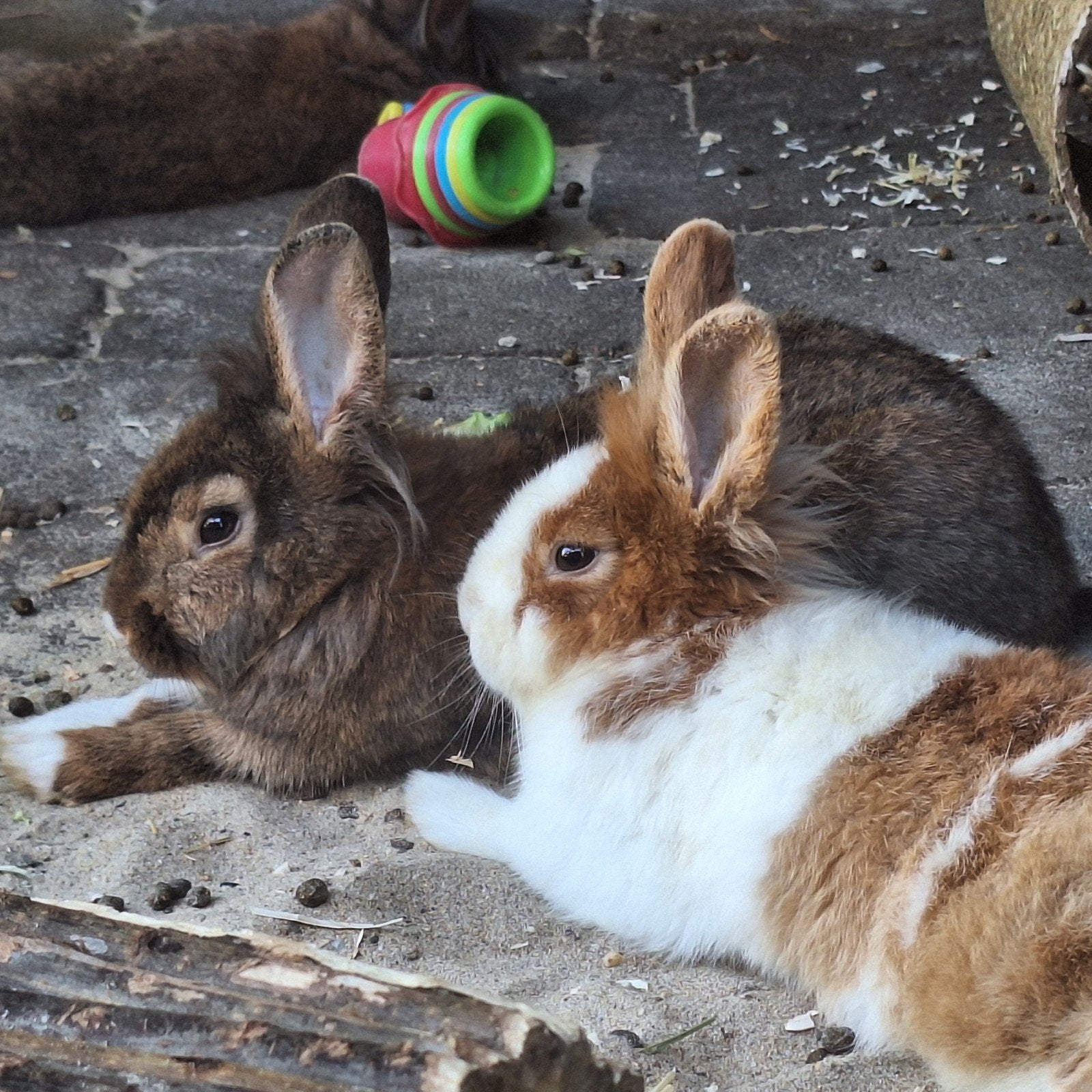 4 broertjes, Dieren en Toebehoren, Konijnen, Dwerg, Mannelijk