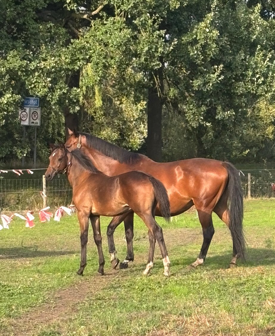 Kwpn hengst veulen scaramouche /incognito, Dieren en Toebehoren, Minder dan 160 cm, Met stamboom, Niet van toepassing, Dressuurpaard