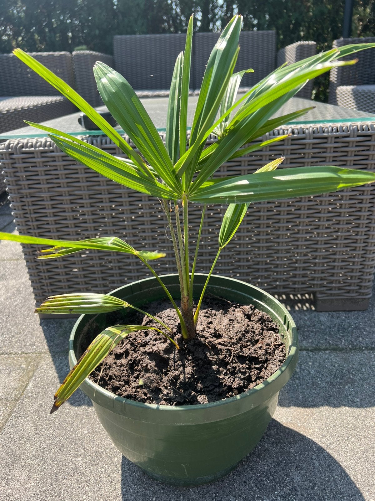 Palmboom Trachycarpus Fortunei, Ophalen of Verzenden, Bloeit niet, Overige soorten, Volle zon