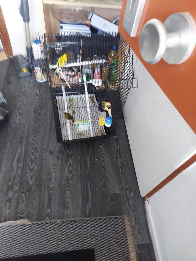 Kooi met kanaries, Dieren en Toebehoren, Vogels | Kanaries, Meerdere dieren, Zangkanarie
