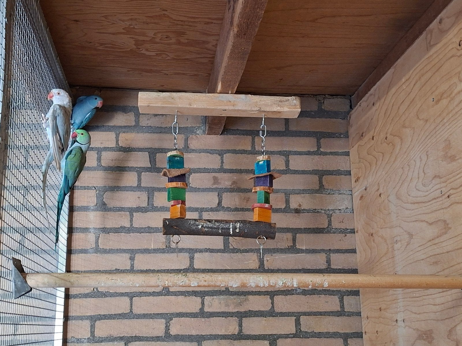 Jonge blauwe Halsbandparkiet, Geslacht onbekend, Parkiet, Geringd