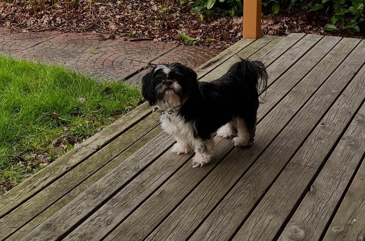 Super lieve Shi Tzu teefje double color, Dieren en Toebehoren, Overige rassen, Teef, Parvo, Eén hond