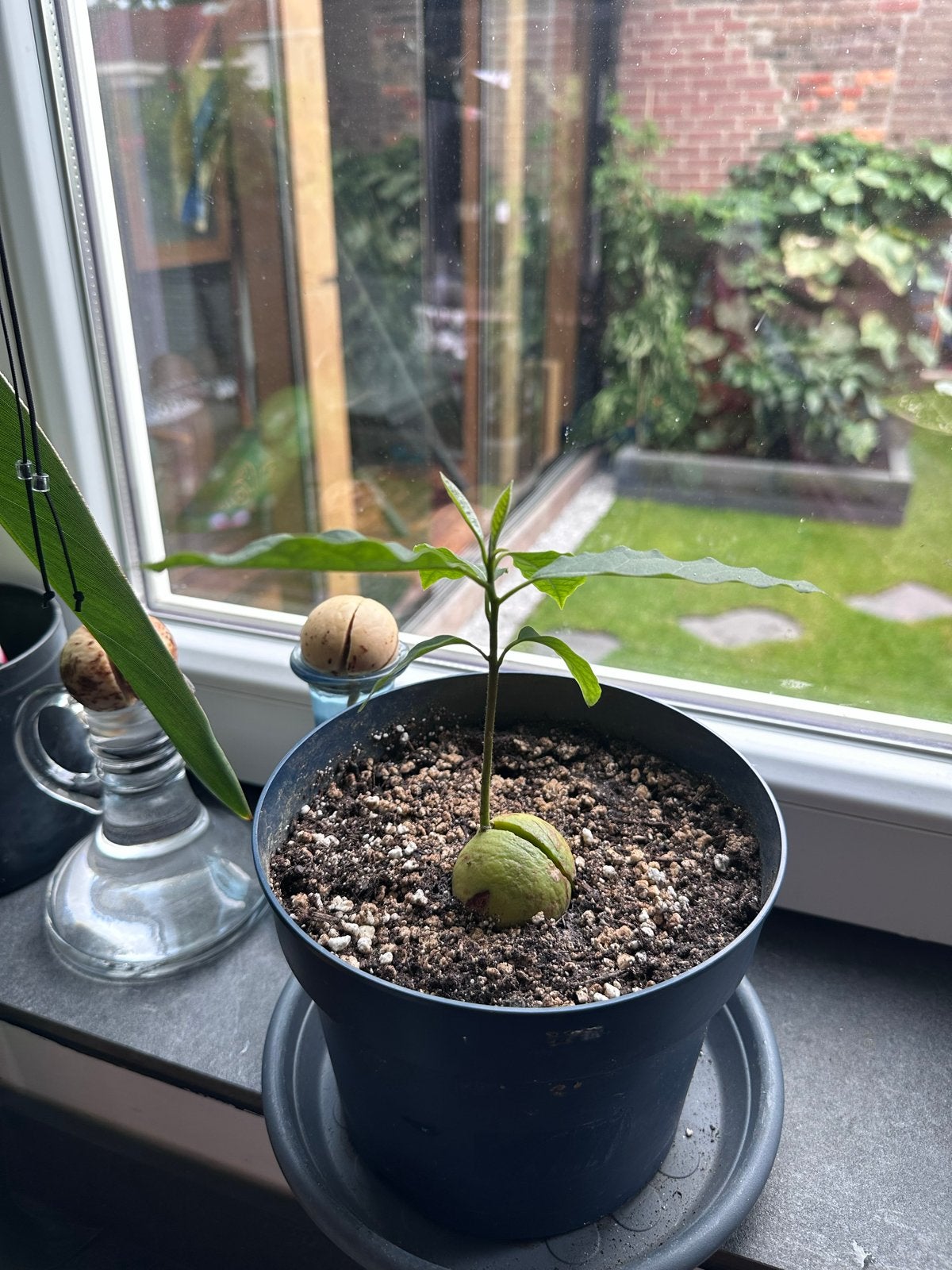 Avocado plantje - Kweek je eigen avocado boom!, Ophalen, Vaste plant, Bloeit niet, Halfschaduw