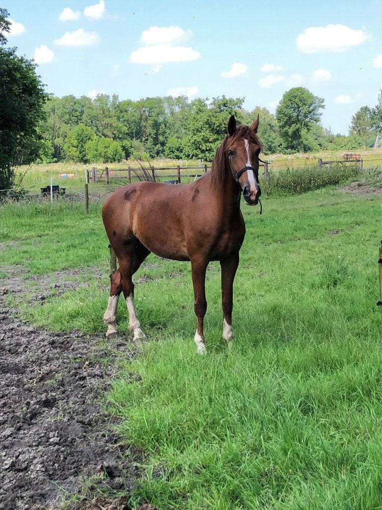Grasland en of hooiland, Dieren en Toebehoren, Stalling en Weidegang, 2 of 3 paarden of pony's