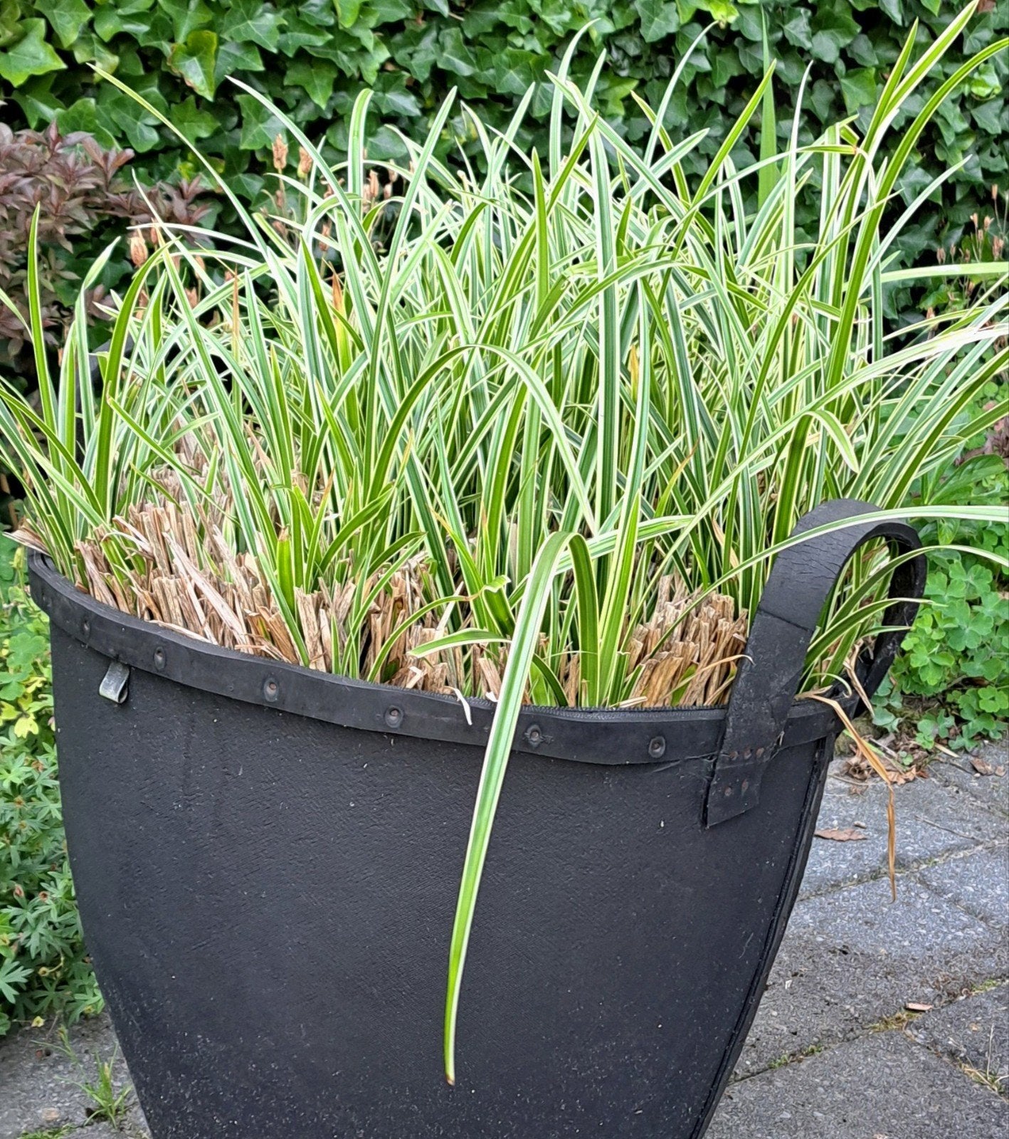 Grote pol Japanse zegge (Carex) - 80cm hoog, 75cm Ø, Ophalen of Verzenden