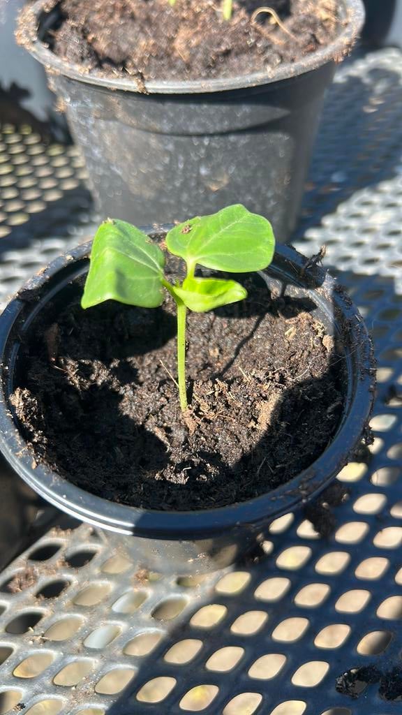 Amaranth Amaranthus, Tuin en Terras, Planten | Tuinplanten, Eenjarig, Overige soorten, Volle zon, Ophalen of Verzenden