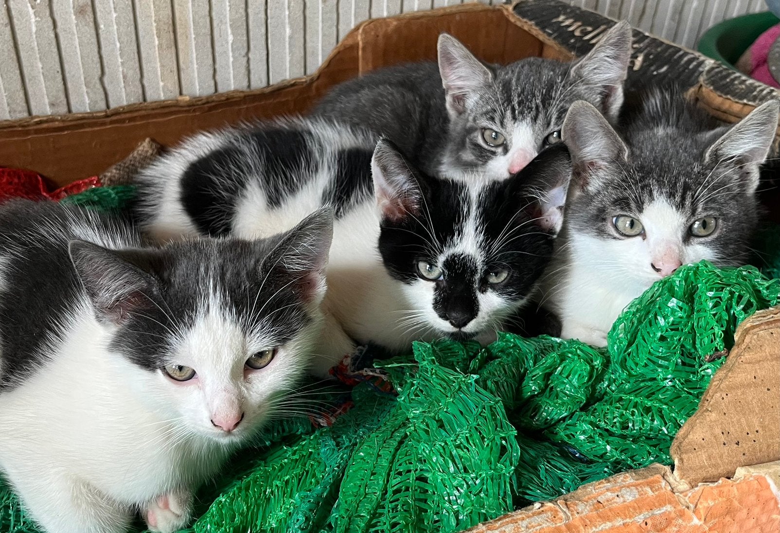 Twee kater kittens beschikbaar, Meerdere dieren
