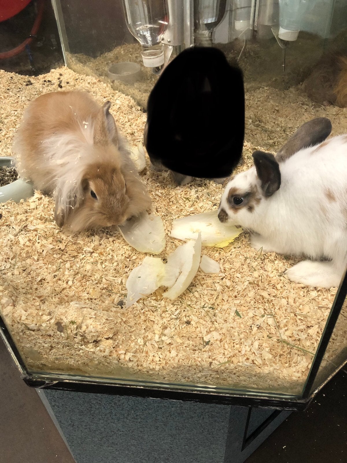 Konijntjes, Dieren en Toebehoren, Meerdere dieren