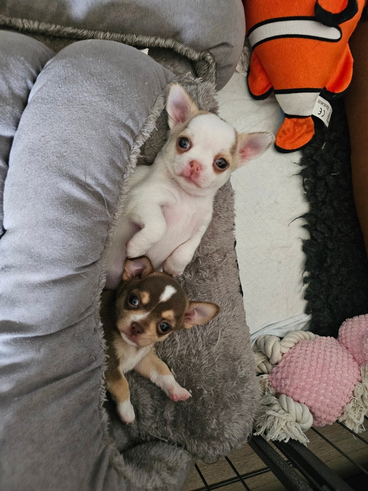 Prachtige Chihuahua pups, Dieren en Toebehoren, Honden | Chihuahua's en Gezelschapshonden, 8 tot 15 weken, Parvo, Teef, Meerdere