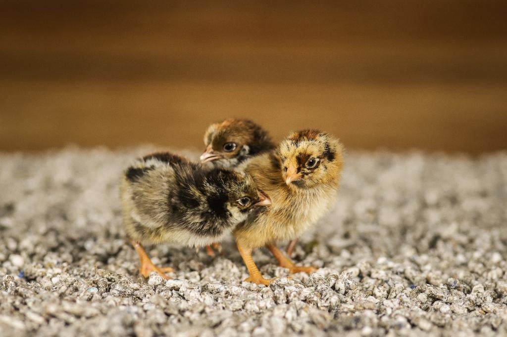 Barnevelder kriel kippenkuikens | Gesekst en Ingeënt, Dieren en Toebehoren, Pluimvee, Vrouwelijk, Kip