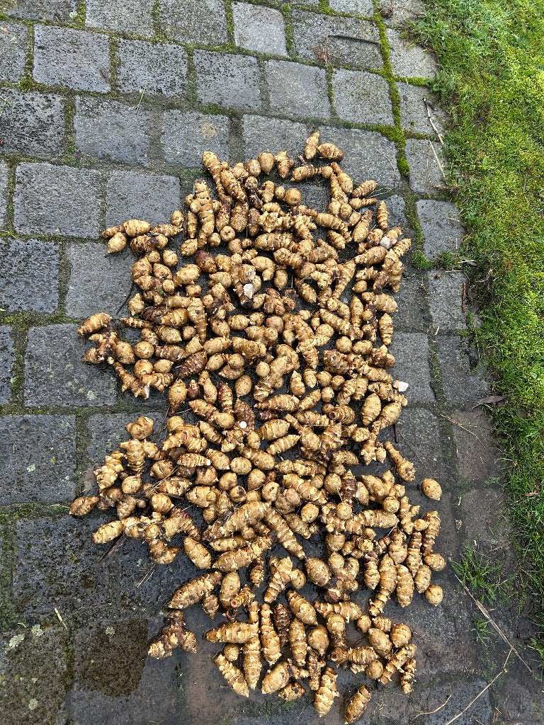 aardpeer knollen, Ophalen of Verzenden