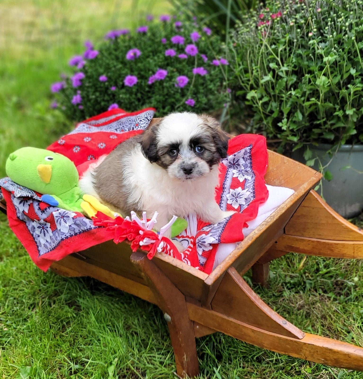 Leuke boomer pups te koop!, Dieren en Toebehoren, CDV (hondenziekte), 8 tot 15 weken, Groot, Meerdere