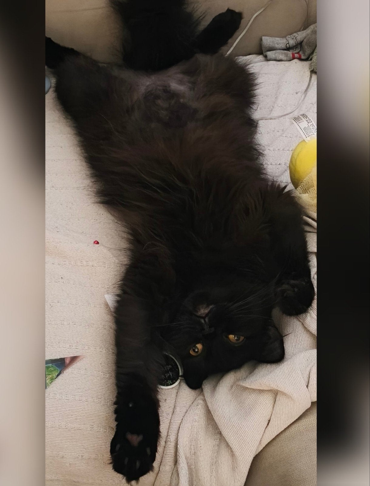 Pers/Britse korthaar, Dieren en Toebehoren, Katten en Kittens | Raskatten | Langhaar, Poes, Gechipt, 0 tot 2 jaar